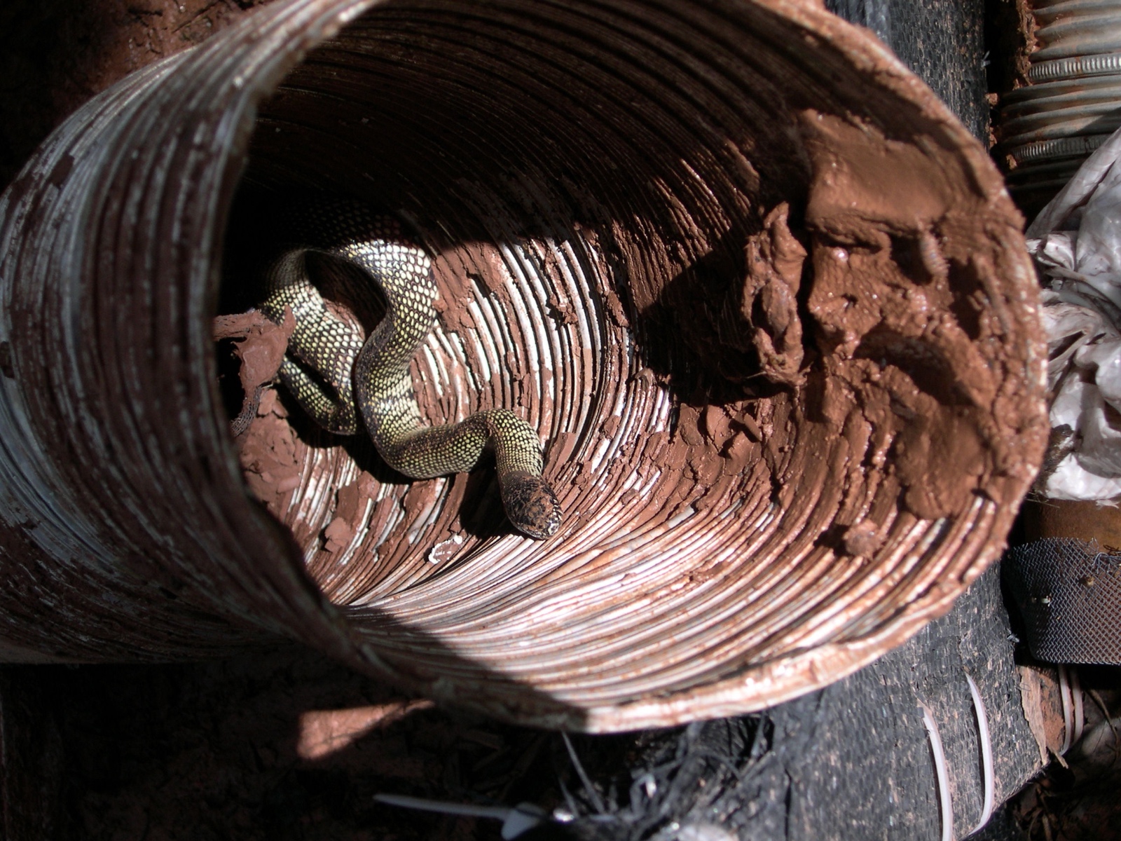 Lampropeltis getula 2